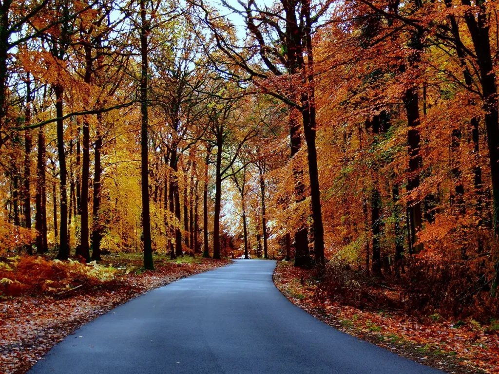 Taxi Forest of Dean Gallery Photo